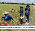 กำแพงเพชร-ศูนย์เมล็ดพันธุ์ข้าวกำแพงเพชร ตรวจตัดสินแปลงขยายพันธุ์ข้าว กข 85 ชั้นพันธุ์ขยาย อย่างเป็นทางการ ฤดูฝน ปี2567