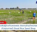 กำแพงเพชร-ศูนย์เมล็ดพันธุ์ข้าวกำเเพงเพชร ติดตามร้านจำหน่ายเมล็ดพันธุ์ข้าวคุณภาพดี Good Rice Seed Shop