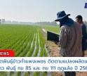 กำแพงเพชร-ศูนย์เมล็ดพันธุ์ข้าวกำแพงเพชร ติดตามแปลงผลิตเมล็ดพันธุ์ข้าว พันธุ์ กข 85 และ กข 111 ฤดูแล้ง ปี 2568