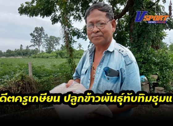 กำแพงเพชร-อดีตครูเกษียนเข้านา หันมาปลูกข้าวพันธุ์ทับทิมชุมแพ หรือ กข.69 ตระเวณขายพร้อมให้คำแนะนำซึ่งปัจจุบันมีคนทำกันน้อย