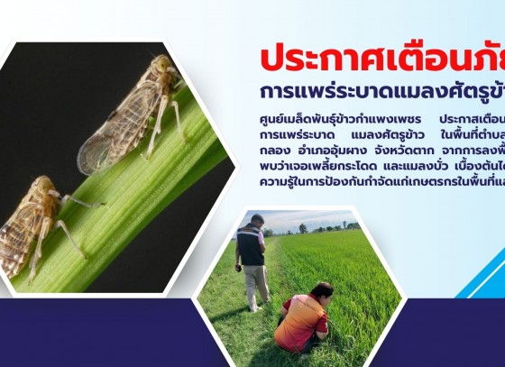 กำแพงเพชร-ศูนย์เมล็ดพันธุ์ข้าวกำแพงเพชร ประกาศเตือนภัยการแพร่ระบาดแมลงศัตรูข้าว ในจังหวัดกำแพงเพชรและจังหวัดตาก