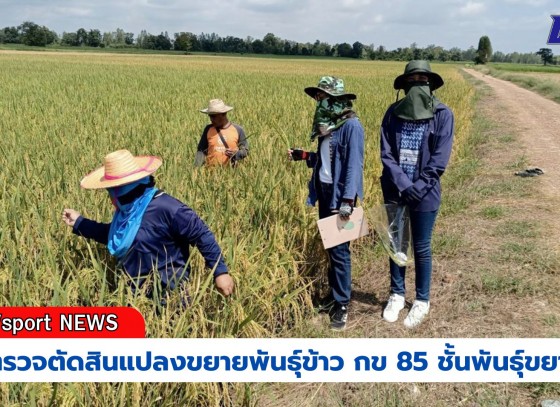 กำแพงเพชร-ศูนย์เมล็ดพันธุ์ข้าวกำแพงเพชร ตรวจตัดสินแปลงขยายพันธุ์ข้าว กข 85 ชั้นพันธุ์ขยาย อย่างเป็นทางการ ฤดูฝน ปี2567