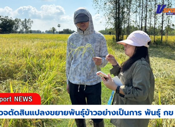 กำแพงเพชร-ศูนย์เมล็ดพันธุ์ข้าวกำเเพงเพชร ตรวจตัดสินแปลงขยายพันธุ์ข้าวอย่างเป็นการ พันธุ์ กข 85