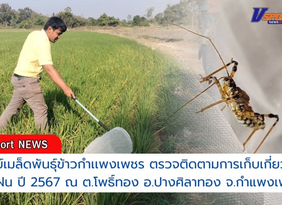 กำแพงเพชร-ศูนย์เมล็ดพันธุ์ข้าวกำเเพงเพชร ตรวจติดตามการเก็บเกี่ยวข้าว ฤดูฝน ปี 2567 ณ ต.โพธิ์ทอง อ.ปางศิลาทอง จ.กำแพงเพชร