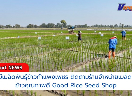 กำแพงเพชร-ศูนย์เมล็ดพันธุ์ข้าวกำเเพงเพชร ติดตามร้านจำหน่ายเมล็ดพันธุ์ข้าวคุณภาพดี Good Rice Seed Shop