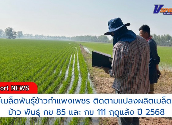 กำแพงเพชร-ศูนย์เมล็ดพันธุ์ข้าวกำแพงเพชร ติดตามแปลงผลิตเมล็ดพันธุ์ข้าว พันธุ์ กข 85 และ กข 111 ฤดูแล้ง ปี 2568