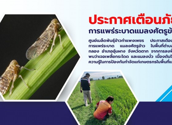 กำแพงเพชร-ศูนย์เมล็ดพันธุ์ข้าวกำแพงเพชร ประกาศเตือนภัยการแพร่ระบาดแมลงศัตรูข้าว ในจังหวัดกำแพงเพชรและจังหวัดตาก