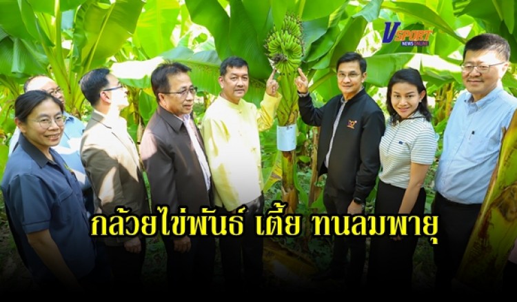 กำแพงเพชร-สถาบันวิจัยวิทยาศาสตร์และเทคโนโลยีแห่งประเทศไทย (วว.) ทำวิจัยประสบความสำเร็จในวิธีการปลูกกล้วยไข่เมืองกำแพงให้สามารถทนต่อลมพายุ ลดความเสียหายจากการหักโค่น เร่งเผยแพร่ความรู้ขยายสู่เกษตรกรในพื้นที่