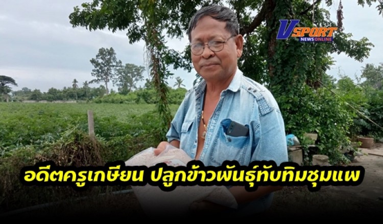 กำแพงเพชร-อดีตครูเกษียนเข้านา หันมาปลูกข้าวพันธุ์ทับทิมชุมแพ หรือ กข.69 ตระเวณขายพร้อมให้คำแนะนำซึ่งปัจจุบันมีคนทำกันน้อย