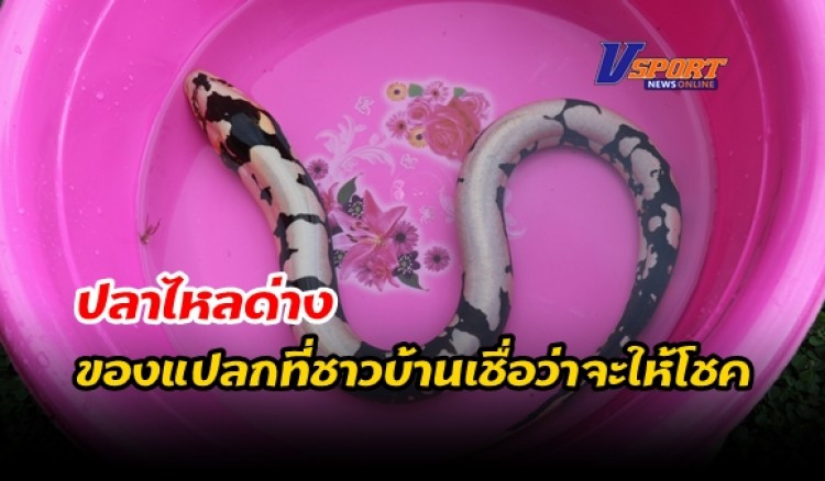 กำแพงเพชร-ชาวบ้านเจออีก 