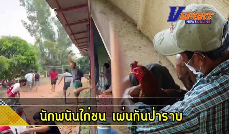 กำแพงเพชร-นักพนัน ไก่ชน เผ่นกันป่าราบ หลังฝ่ายปกครองสนธิกำลังบุกจับผู้ลักลอบเล่นพนันไก่ชน ในเขตตำบลไตรตรึงษ์ อำเภอเมืองกำแพงเพชร