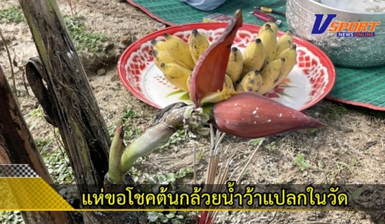 กำแพงเพชร-ชาวบ้านแห่ขอโชคต้นกล้วยน้ำว้าแปลกในวัด หลังพบ 