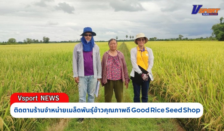 กำแพงเพชร-ศูนย์เมล็ดพันธุ์ข้าวกำแพงเพชร ติดตามร้านจำหน่ายเมล็ดพันธุ์ข้าวคุณภาพดี Good Rice Seed Shop และตรวจติดตามแปลงขยายพันธุ์ข้าว กข.85