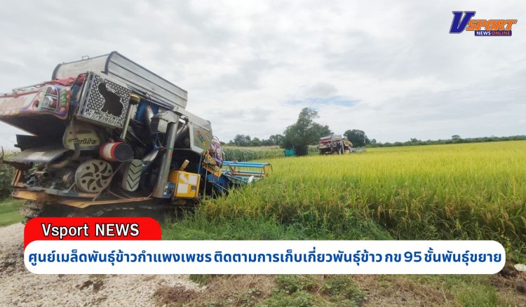 กำแพงเพชร-ศูนย์เมล็ดพันธุ์ข้าวกำแพงเพชร ติดตามการเก็บเกี่ยวพันธุ์ข้าว กข 95 ชั้นพันธุ์ขยาย และ กข 85 ชั้นพันธุ์จำหน่าย ฤดูแล้ง ปี 2567