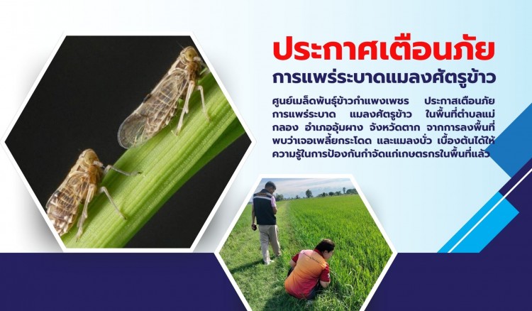 กำแพงเพชร-ศูนย์เมล็ดพันธุ์ข้าวกำแพงเพชร ประกาศเตือนภัยการแพร่ระบาดแมลงศัตรูข้าว ในจังหวัดกำแพงเพชรและจังหวัดตาก