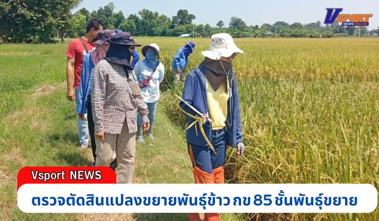 กำแพงเพชร-ศูนย์เมล็ดพันธุ์ข้าวกำแพงเพชร ตรวจตัดสินแปลงขยายพันธุ์ข้าว กข 85 ชั้นพันธุ์ขยาย ณ กลุ่มผู้ผลิตเมล็ดพันธุ์ข้าวบ้านบัวทอง