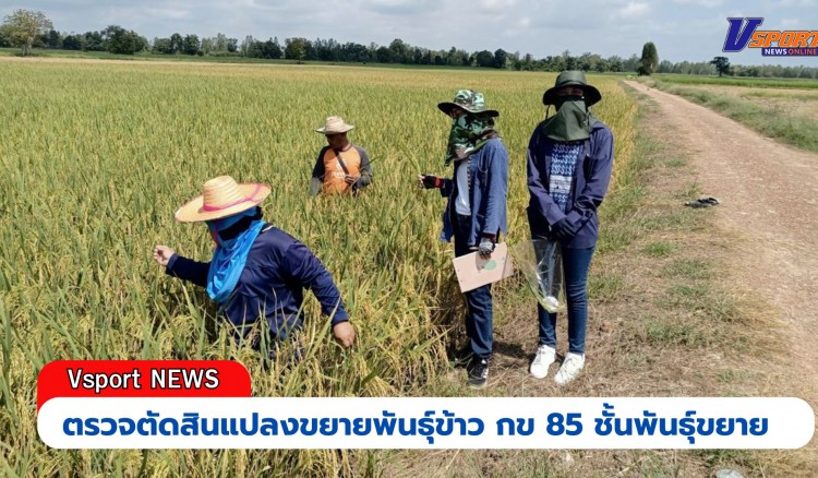 กำแพงเพชร-ศูนย์เมล็ดพันธุ์ข้าวกำแพงเพชร ตรวจตัดสินแปลงขยายพันธุ์ข้าว กข 85 ชั้นพันธุ์ขยาย อย่างเป็นทางการ ฤดูฝน ปี2567