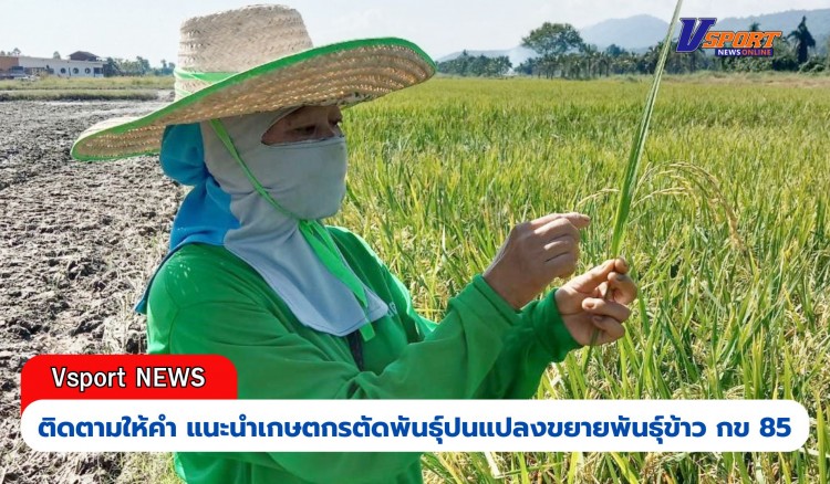 กำแพงเพชร-ศูนย์เมล็ดพันธุ์ข้าวกำเเพงเพชร ติดตามให้คำ แนะนำเกษตกรตัดพันธุ์ปนแปลงขยายพันธุ์ข้าว กข 85