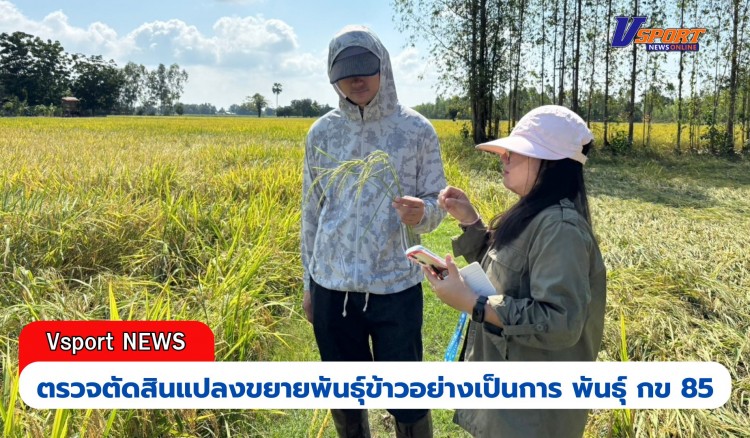 กำแพงเพชร-ศูนย์เมล็ดพันธุ์ข้าวกำเเพงเพชร ตรวจตัดสินแปลงขยายพันธุ์ข้าวอย่างเป็นการ พันธุ์ กข 85