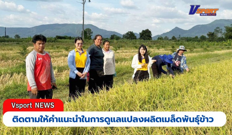 กำแพงเพชร-ศูนย์เมล็ดพันธุ์ข้าวกำแพงเพชร ติดตามให้คำแนะนำในการดูแลแปลงผลิตเมล็ดพันธุ์ข้าว