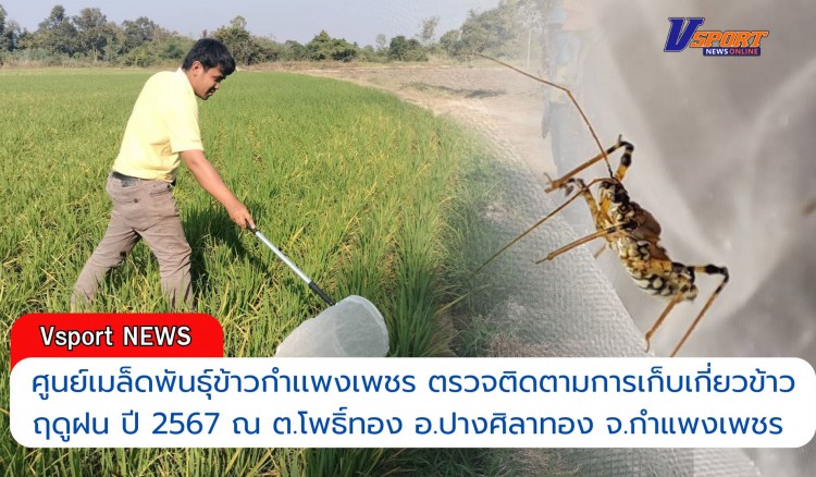 กำแพงเพชร-ศูนย์เมล็ดพันธุ์ข้าวกำเเพงเพชร ตรวจติดตามการเก็บเกี่ยวข้าว ฤดูฝน ปี 2567 ณ ต.โพธิ์ทอง อ.ปางศิลาทอง จ.กำแพงเพชร