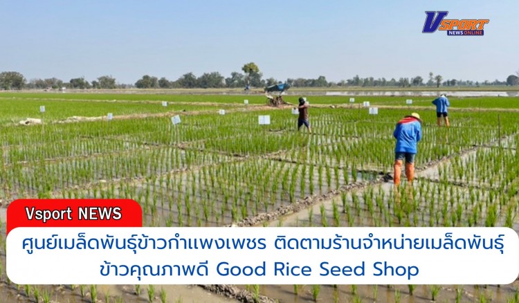 กำแพงเพชร-ศูนย์เมล็ดพันธุ์ข้าวกำเเพงเพชร ติดตามร้านจำหน่ายเมล็ดพันธุ์ข้าวคุณภาพดี Good Rice Seed Shop