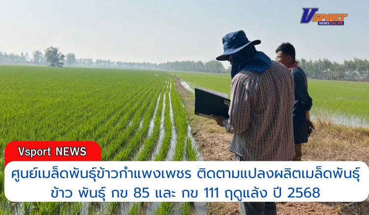 กำแพงเพชร-ศูนย์เมล็ดพันธุ์ข้าวกำแพงเพชร ติดตามแปลงผลิตเมล็ดพันธุ์ข้าว พันธุ์ กข 85 และ กข 111 ฤดูแล้ง ปี 2568